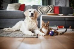 Philips Performer Silent FC8784/09 - Stofzuiger Met Zak 28 Philips Performer Silent FC8784/09 - Stofzuiger Met Zak -Leifheit Store 1200x800 277