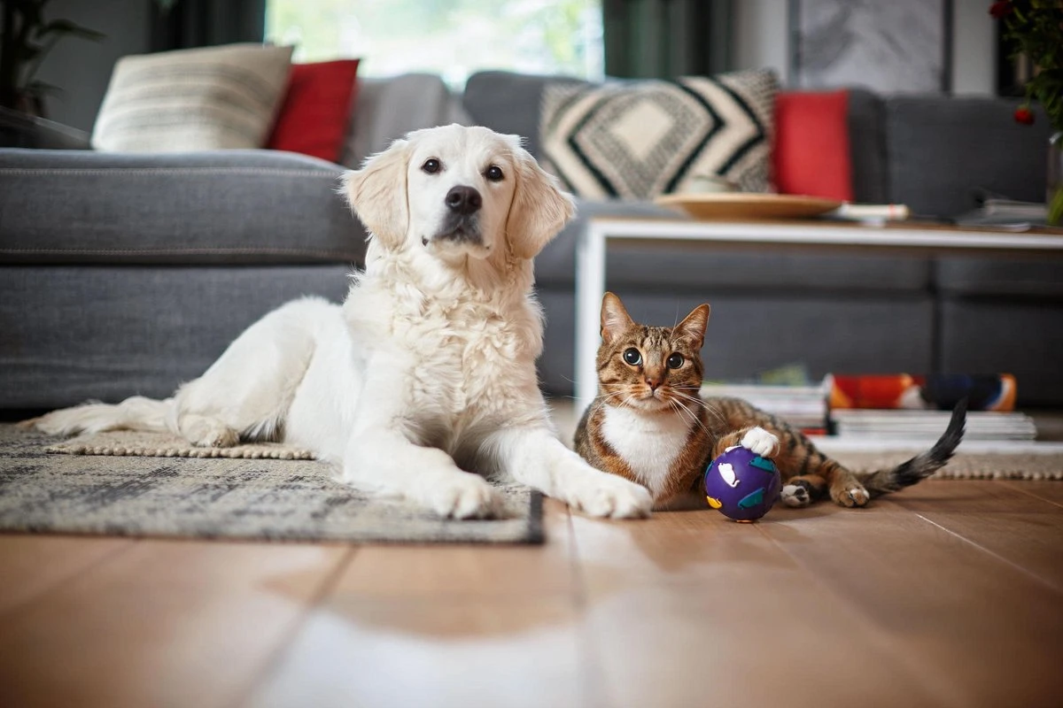 Philips Performer Silent FC8784/09 - Stofzuiger Met Zak 9 Philips Performer Silent FC8784/09 - Stofzuiger Met Zak - Afbeelding 9